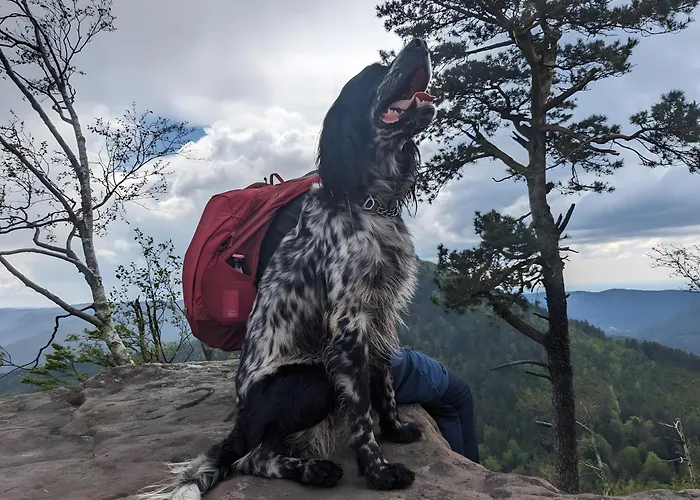 Holiday home De La Vallee, En Pleine Foret *